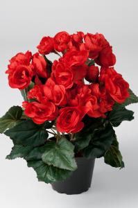Begonia - Rød - 28 cm - www.frokenfraken.se