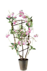 Søt ert i potte - Rosa - 90 cm - www.frokenfraken.se
