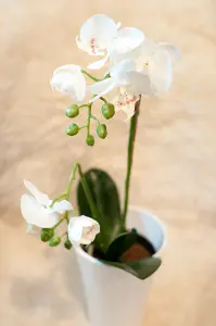 Phalaenopsis - Orkide Hvit - Kunstig Plante - 42 cm - www.frokenfraken.se