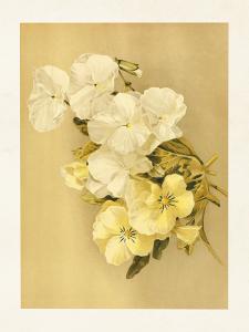 Plakat - Vintage - Stemorsblomster - 18 x 24 cm - www.frokenfraken.se