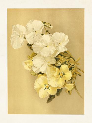 Plakat - Vintage - Stemorsblomster - 18 x 24 cm - www.frokenfraken.se
