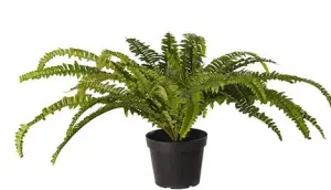 Ormbunke - Grønn - ø100 x 45 cm - www.frokenfraken.se