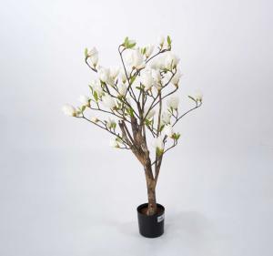 Magnoliaträd - Vit - 80 cm - www.frokenfraken.se