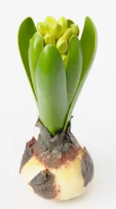 Hyasint - www.frokenfraken.se