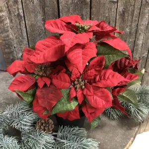 Julstjerne - Rød Grenad - Stor - www.frokenfraken.se