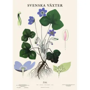 Skoleplansje - Blåveis - www.frokenfraken.se