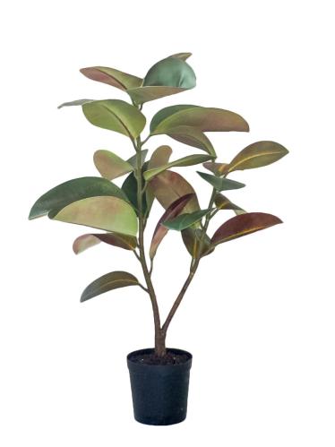 Fikus Elastica - Grønn - 90 cm - www.frokenfraken.se
