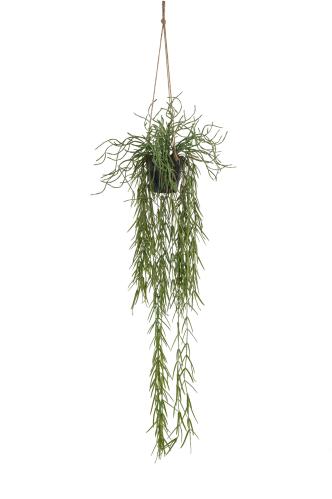Rhipsalis - Grønn - 80 cm - www.frokenfraken.se
