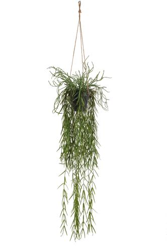Rhipsalis - Grønn - 95 cm - www.frokenfraken.se