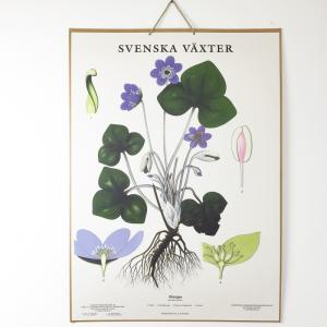 Skoleplansje - Blåveis - Montert - www.frokenfraken.se