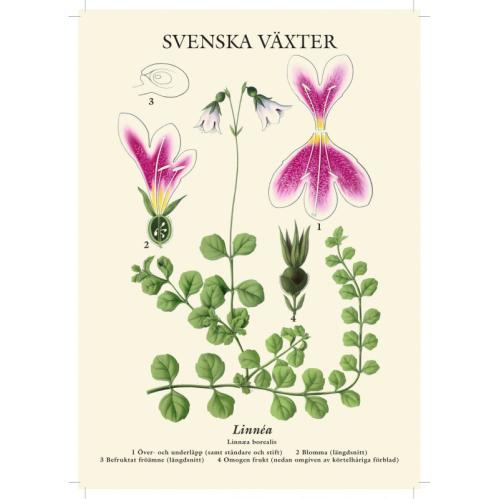 Skoleplansje - Linnea - Liten - 32 x 45 cm - www.frokenfraken.se