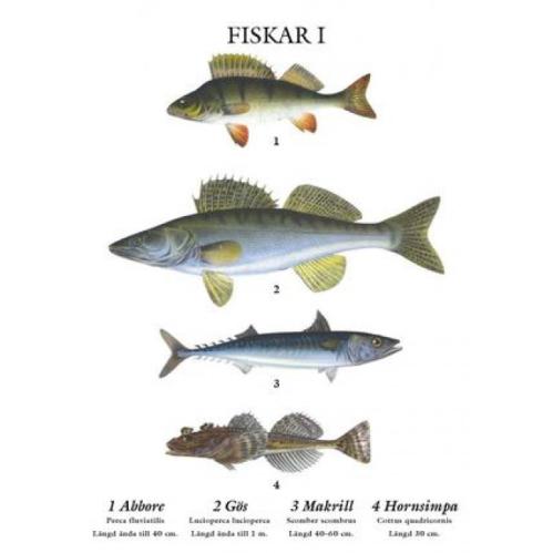 Skoleplansje - Fisker - Liten - 32 x 45 cm - www.frokenfraken.se
