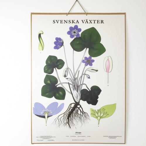 Skoleplansje - Blåveis - Montert - www.frokenfraken.se