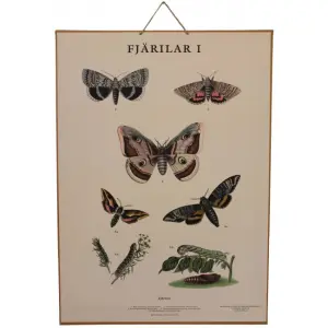 Skoleplansje - Sommerfugler - Montert - www.frokenfraken.se