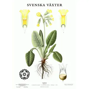 Skoleplansje - Gullviva - www.frokenfraken.se