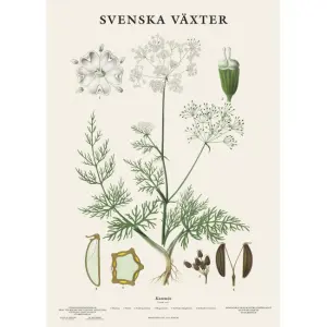 Skoleplansje - Spisskummen - www.frokenfraken.se