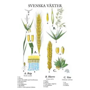 Skoleplansje - Svenske kornsorter - Liten - 32 x 45 cm - www.frokenfraken.se