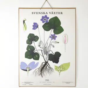 Skoleplansje - Blåveis - Montert - www.frokenfraken.se