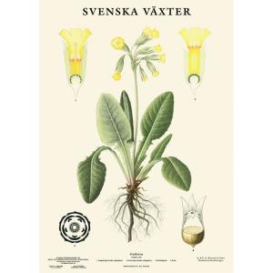 Skoleplansje - Primula - Liten - 32 x 45 cm - www.frokenfraken.se
