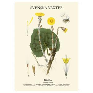 Skoleplansje - Hestehov - Liten - 32 x 45 cm - www.frokenfraken.se