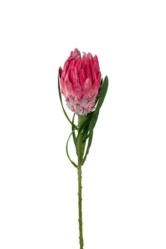 Protea - Rosa - 60 cm - www.frokenfraken.se