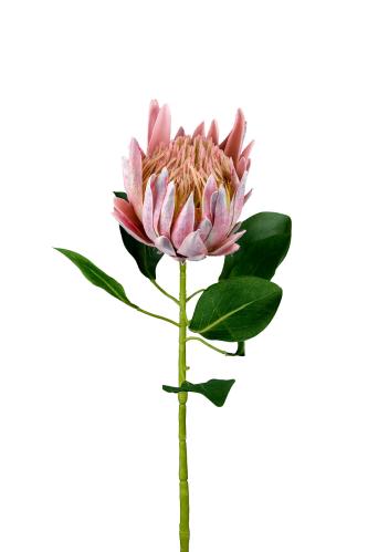 Protea - Rosa - 70 cm - www.frokenfraken.se