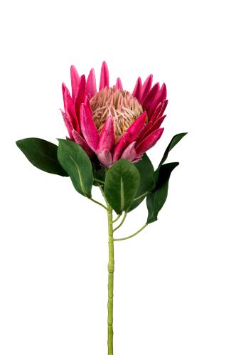 Protea - Rosa - 70 cm - www.frokenfraken.se