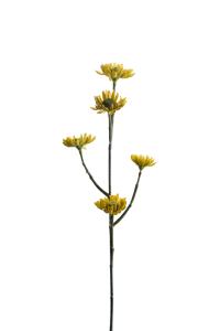 Eternell - Grønn - 50 cm - www.frokenfraken.se