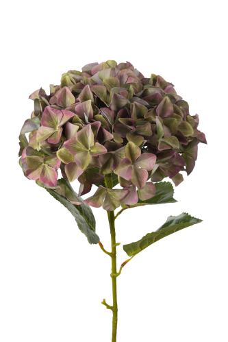 Hortensia - Lilla - 110 cm - www.frokenfraken.se