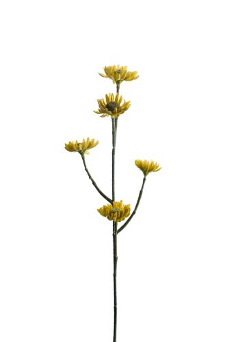 Eternell - Grønn - 50 cm - www.frokenfraken.se