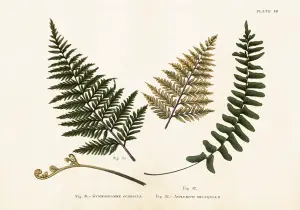 Plakat - Vintage - Ormbunkar - 50 x 35 cm - www.frokenfraken.se