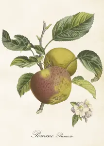 Plakat – Eple – 50 x 70 cm - www.frokenfraken.se