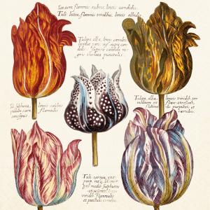 Serviett - Tulipaner - 33 x 33 cm - www.frokenfraken.se
