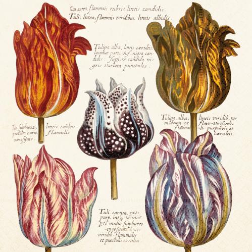 Serviett - Tulipaner - 33 x 33 cm - www.frokenfraken.se