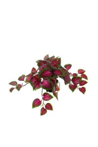 Coleus - Rosa - 25 cm - www.frokenfraken.se