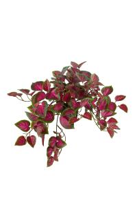 Coleus - Rosa - 30 cm - www.frokenfraken.se