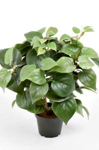 Philodendron - Grønn - 35 cm - www.frokenfraken.se