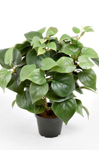Philodendron - Grønn - 35 cm - www.frokenfraken.se