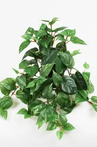 Gullranka - Grønn - 25 cm - www.frokenfraken.se