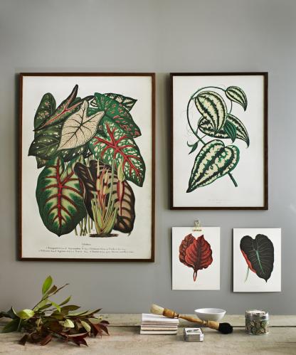 Plakat - Vintage - Grønt Blad - 35 x 50 cm - www.frokenfraken.se