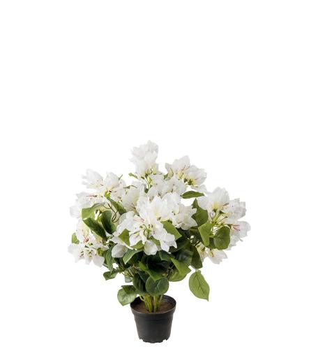 Bougainvillea - Vit - 40 cm - www.frokenfraken.se