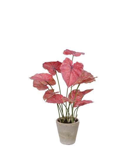 Caladium - Rosa - 80 cm - www.frokenfraken.se