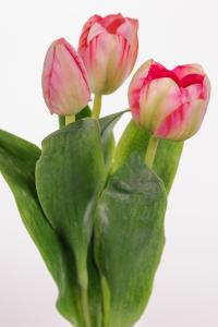 Tulipaner - 3-pakning - Rosa - 36 cm - www.frokenfraken.se