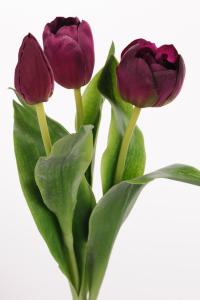 Tulipaner - 3-pakning - Lilla - 36 cm - www.frokenfraken.se