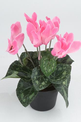 Cyclamen - Rose - 20 cm - www.frokenfraken.se
