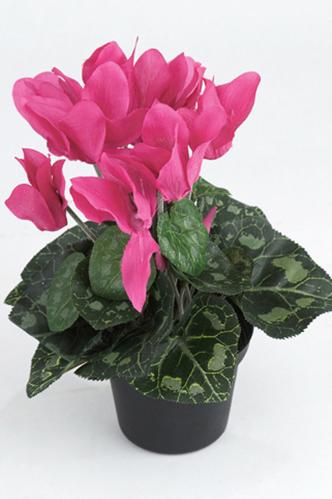 Syklamen - Lilla - 20 cm - www.frokenfraken.se