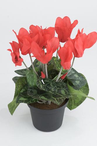 Syclamen - Rød - 20 cm - www.frokenfraken.se