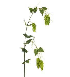 Humle - Grønn - 115 cm - www.frokenfraken.se