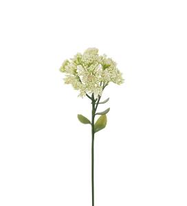 Kärleksört - Hvit - 50 cm - www.frokenfraken.se