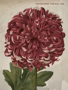 Plakat - Krysantemum - 18 x 24 cm - www.frokenfraken.se